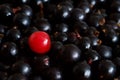 One red cherry berry on a large amount of black currant Royalty Free Stock Photo