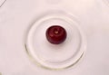 One red cherry in the center of the plate Royalty Free Stock Photo