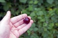 One red cherry lies on an open palm Royalty Free Stock Photo