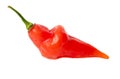 One red chili pepper isolated white background. Close-up Royalty Free Stock Photo