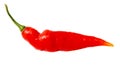 One red chili pepper isolated white background. Close-up Royalty Free Stock Photo