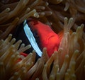 One red clownfish looks closely at the camera, peeping out of the sea anemone