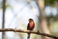 One red-colored bird, Madagascar Paradise-flycatcher, Terpsiphone mutata, reservations Tsingy, Ankarana, Madagascar