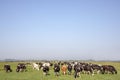 One red cow in a herd of black white cows, in a meadow in a typical Dutch, Dutch landscape of flat land and a blue sky with clouds