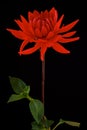 Red Dahlia isolated on the black background