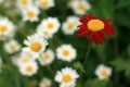 One Red Daisy Royalty Free Stock Photo