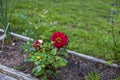 One red flower rose blossoming in the sunshine