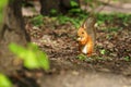 One red fluffy squirrel with cute tail sit on the ground and gnawing some nut while holding it in paws at sunny autumn Royalty Free Stock Photo