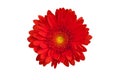 One red gerbera flower on white background isolated close up, orange gerber flower, scarlet daisy head top view, floral pattern