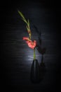 One red gladiolus flower on a black background. Bright flower. Low key Royalty Free Stock Photo