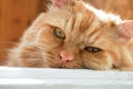 red-haired old cat close-up lies on the doorstep and is sad Royalty Free Stock Photo