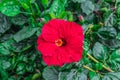 One red hibiscus rose-mallow flower, close-up Royalty Free Stock Photo