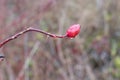 One red hip nerry on a branch