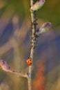 One red Ladybug Coccinellidae on plant with many aphids