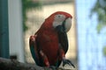 Macaws Royalty Free Stock Photo