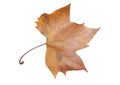 One red maple autumn leaf isolated on white like decoration Royalty Free Stock Photo