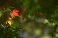 One red maple leaf among green leave in autumn, season change Royalty Free Stock Photo