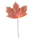 One red maple leaf isolated on white background Royalty Free Stock Photo