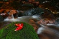 One red maple leaves in the rainforest