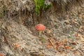 One red mushroom fly agaric grows in gray sand