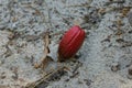 One red oak acorn sprouting sprout in gray sand Royalty Free Stock Photo