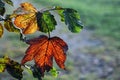 One red and one yellow autumn leaf backlit on a tree Royalty Free Stock Photo