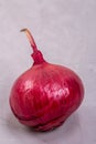 One red onion close-up on a gray background Royalty Free Stock Photo