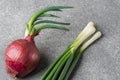 One red onion with green sprouts and green onions on a gray table. Household harvest Royalty Free Stock Photo