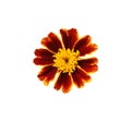 One red and orange French Marigold flower isolated on white Royalty Free Stock Photo