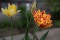One red-orange terry tulip flower in the garden against another yellow tulip flower. Effective flower of a tulip of a fiery Royalty Free Stock Photo