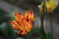 One red-orange terry tulip flower in the garden against another yellow tulip flower. Effective flower of a tulip of a fiery Royalty Free Stock Photo