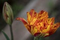 One red-orange terry tulip flower in the garden against the background of a bud of a red tulip. Effective flower of a tulip of a Royalty Free Stock Photo