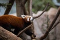 One red panda close-up Royalty Free Stock Photo