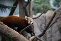 One red panda close-up Royalty Free Stock Photo