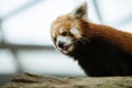 One red panda close-up Royalty Free Stock Photo