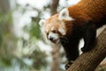 One red panda close-up Royalty Free Stock Photo