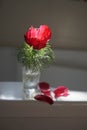 One red peony flower in a small vase with showered petals Royalty Free Stock Photo