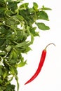 One red pepper and green leaves