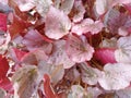 one of the red and pink begonia ornamental plants