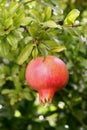 One red pomegranate on a branch Royalty Free Stock Photo
