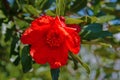 Red pomegranate flower on a tree branch close up Royalty Free Stock Photo