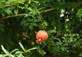 Red Pomegranate Fruit Growing among Green Foliage Royalty Free Stock Photo