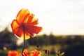 One red poppie in the field in the sunset Royalty Free Stock Photo