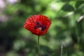 One red poppy blooms in the garden against a green background, a bee flies on a flower. Beautiful red flower Royalty Free Stock Photo