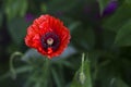 One red poppy blooms in the garden, against a green vegetable background. Red flower Royalty Free Stock Photo