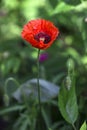 One red poppy blooms in the garden, against a green vegetable background. Red flower Royalty Free Stock Photo