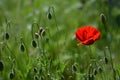 One red poppy with buds in meadow with green nature background Royalty Free Stock Photo