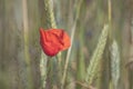 Summer .Red one poppy in the cereal