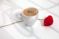 One red poppy flower on white table background with sun light and shadows close up top view in morning sunlight Royalty Free Stock Photo