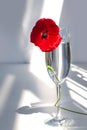 One red poppy flower on white table with contrast sun light and shadows and wine glass with water closeup Royalty Free Stock Photo